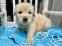 Camilla AKC- health guaranteed , a female Golden Retriever for sale in Carbondale, IL – 2 of 9