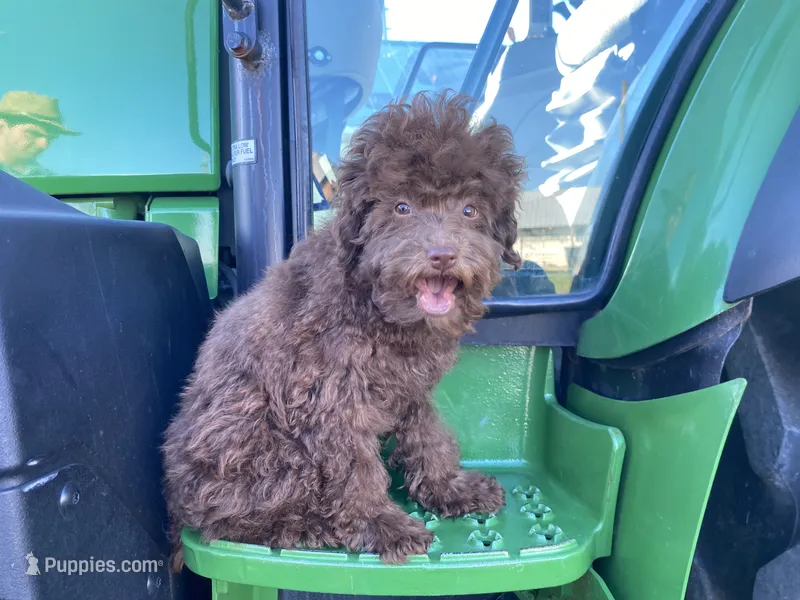 Albert – Poodle - Toy  puppy for sale in Carbondale, IL