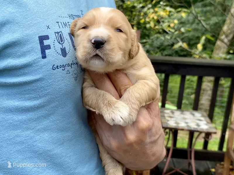 Buttercup 🧈  – Goldendoodle puppy for sale in Carbondale, IL