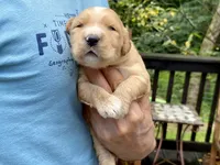 Buttercup 🧈 , a female Goldendoodle for sale in Carbondale, IL – 1 of 7