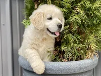 Valentina, a female Golden Retriever for sale in Carbondale, IL – Photo 3 of 9