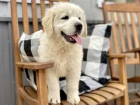 Valentina, a female Golden Retriever for sale in Carbondale, IL – Photo 1 of 9