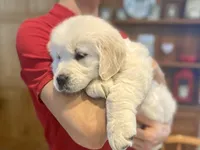 Valentina, a female Golden Retriever for sale in Carbondale, IL – Photo 9 of 9