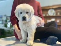 Valentina, a female Golden Retriever for sale in Carbondale, IL – Photo 8 of 9