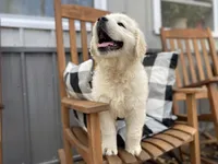 Valentina, a female Golden Retriever for sale in Carbondale, IL – Photo 4 of 9