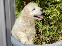 Valentina, a female Golden Retriever for sale in Carbondale, IL – Photo 2 of 9