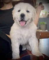 Valentina, a female Golden Retriever for sale in Carbondale, IL – Photo 6 of 9