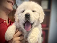 Valentina, a female Golden Retriever for sale in Carbondale, IL – Photo 5 of 9