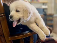 Valentina, a female Golden Retriever for sale in Carbondale, IL – Photo 7 of 9