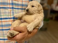 Arielle AKC- health guaranteed , a female Golden Retriever for sale in Carbondale, IL – 10 of 10