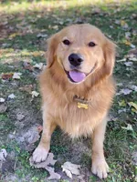 Unborn Litter AKC, a male Golden Retriever for sale in Carbondale, IL – 2 of 6