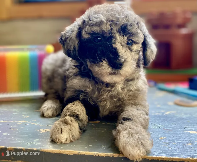 Fifi - Full AKC - health guaranteed  – Poodle - Toy  puppy for sale in Carbondale, IL