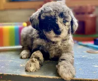 Fifi - Full AKC - health guaranteed , a female Poodle - Toy  for sale in Carbondale, IL – 1 of 4