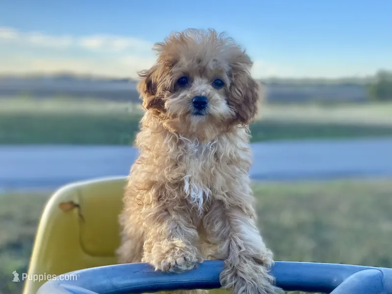 Minnie – Poodle - Toy  puppy for sale in Carbondale, IL