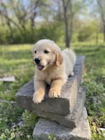 Loyal, a male Golden Retriever for sale in Carbondale, IL – Photo 6 of 7