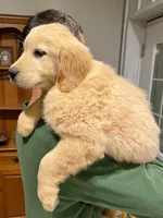 Moose, a male Golden Retriever for sale in Carbondale, IL – Photo 3 of 6