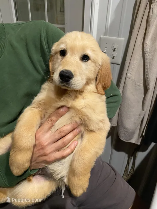 Moose – Golden Retriever puppy for sale in Carbondale, IL