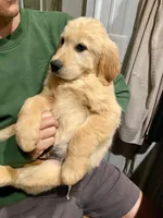 Moose, a male Golden Retriever for sale in Carbondale, IL – Photo 2 of 6
