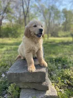 Loyal, a male Golden Retriever for sale in Carbondale, IL – Photo 7 of 7