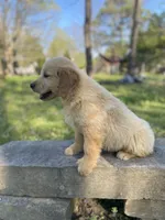 Loyal, a male Golden Retriever for sale in Carbondale, IL – Photo 5 of 7