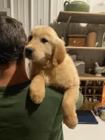 Moose, a male Golden Retriever for sale in Carbondale, IL – Photo 4 of 6