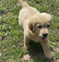Loyal, a male Golden Retriever for sale in Carbondale, IL – Photo 2 of 7