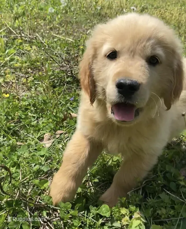 Loyal – Golden Retriever puppy for sale in Carbondale, IL
