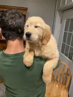 Moose, a male Golden Retriever for sale in Carbondale, IL – Photo 5 of 6