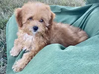 Minnie, a female Poodle - Toy  for sale in Carbondale, IL – 4 of 5