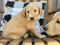 Waldo, a male Goldendoodle for sale in Carbondale, IL – Photo 5 of 8