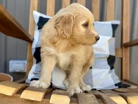 Waldo, a male Goldendoodle for sale in Carbondale, IL – Photo 7 of 8