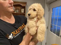 Waldo, a male Goldendoodle for sale in Carbondale, IL – Photo 3 of 4