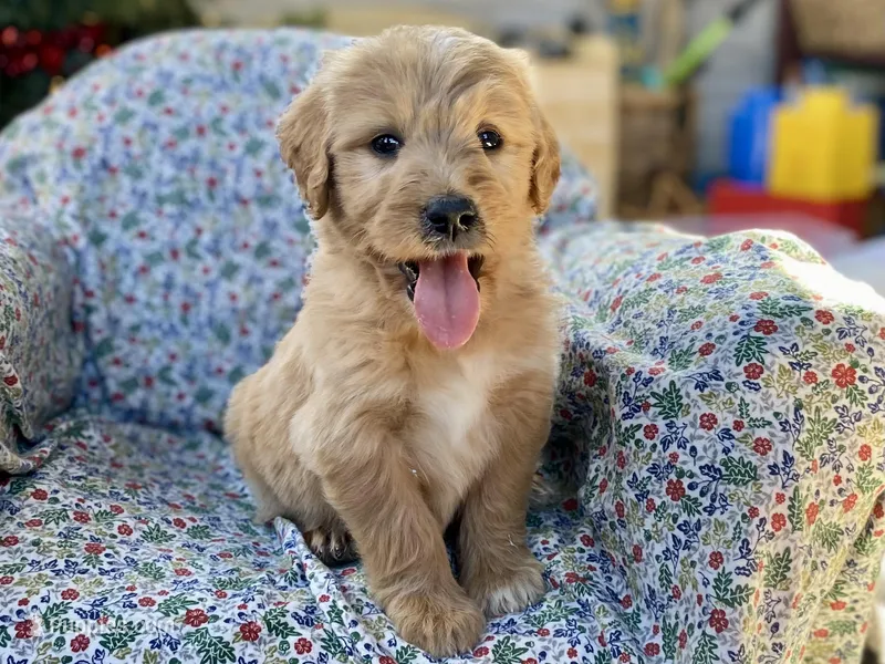 Waldo – Goldendoodle puppy for sale in Carbondale, IL