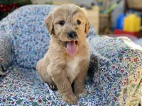 Waldo, a male Goldendoodle for sale in Carbondale, IL – Photo 1 of 8