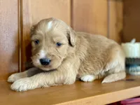 Waldo, a male Goldendoodle for sale in Carbondale, IL – Photo 3 of 5
