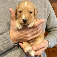 Waldo, a male Goldendoodle for sale in Carbondale, IL – Photo 3 of 8