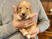 Waldo, a male Goldendoodle for sale in Carbondale, IL – Photo 5 of 5