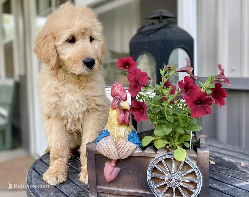 Herbert – Goldendoodle puppy for sale in Carbondale, IL