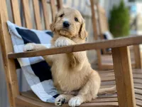 Waldo, a male Goldendoodle for sale in Carbondale, IL – Photo 2 of 8