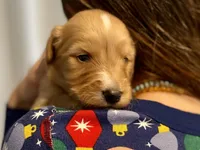 Waldo, a male Goldendoodle for sale in Carbondale, IL – Photo 2 of 5