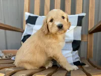 Waldo, a male Goldendoodle for sale in Carbondale, IL – Photo 8 of 8