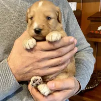 Waldo, a male Goldendoodle for sale in Carbondale, IL – Photo 6 of 8
