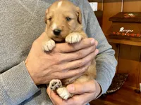 Waldo, a male Goldendoodle for sale in Carbondale, IL – Photo 4 of 5