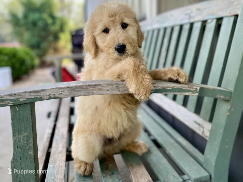 Herbert – Goldendoodle puppy for sale in Carbondale, IL