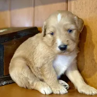 Waldo, a male Goldendoodle for sale in Carbondale, IL – Photo 4 of 8