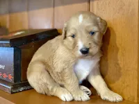 Waldo, a male Goldendoodle for sale in Carbondale, IL – Photo 1 of 5