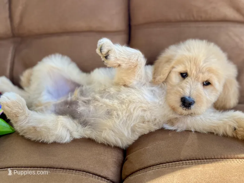 Waldo – Goldendoodle puppy for sale in Carbondale, IL