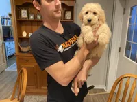 Waldo, a male Goldendoodle for sale in Carbondale, IL – Photo 4 of 4