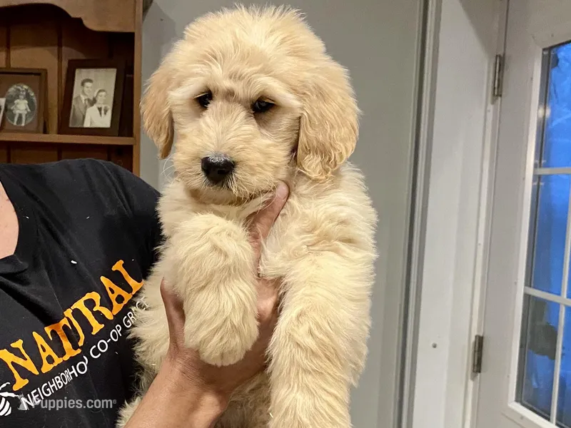 Waldo – Goldendoodle puppy for sale in Carbondale, IL