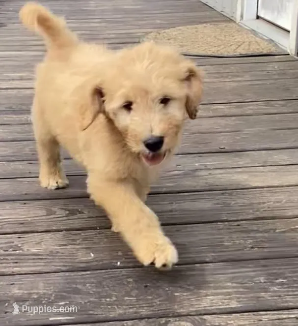 Waldo – Goldendoodle puppy for sale in Carbondale, IL